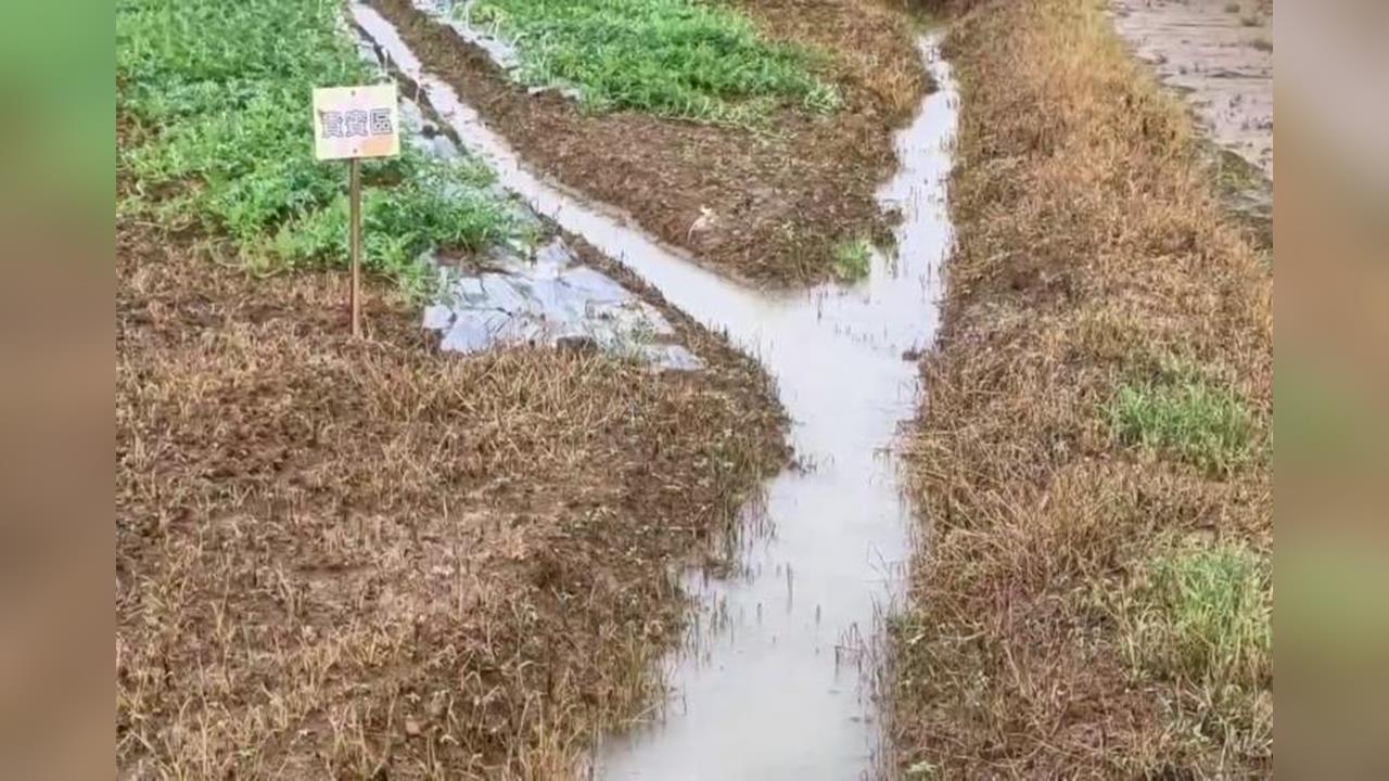 慘！連日大雨嚴重積淹水　桃園「西瓜寶寶」全泡湯