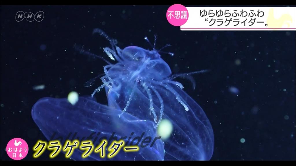 把水母當食物！日本「伊勢龍蝦」養殖新突破