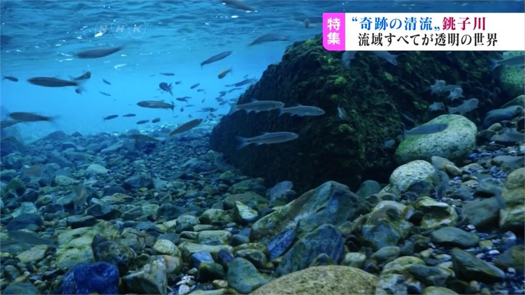 清澈無汙染 日本銚子川成大自然水族館