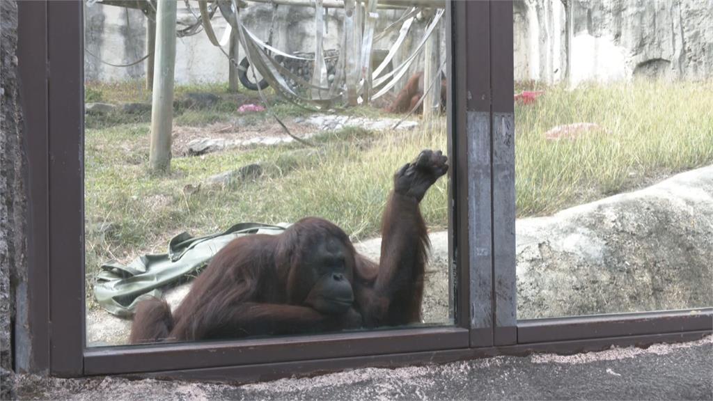 高雄壽山動物園大升級　重新開園歡迎民眾