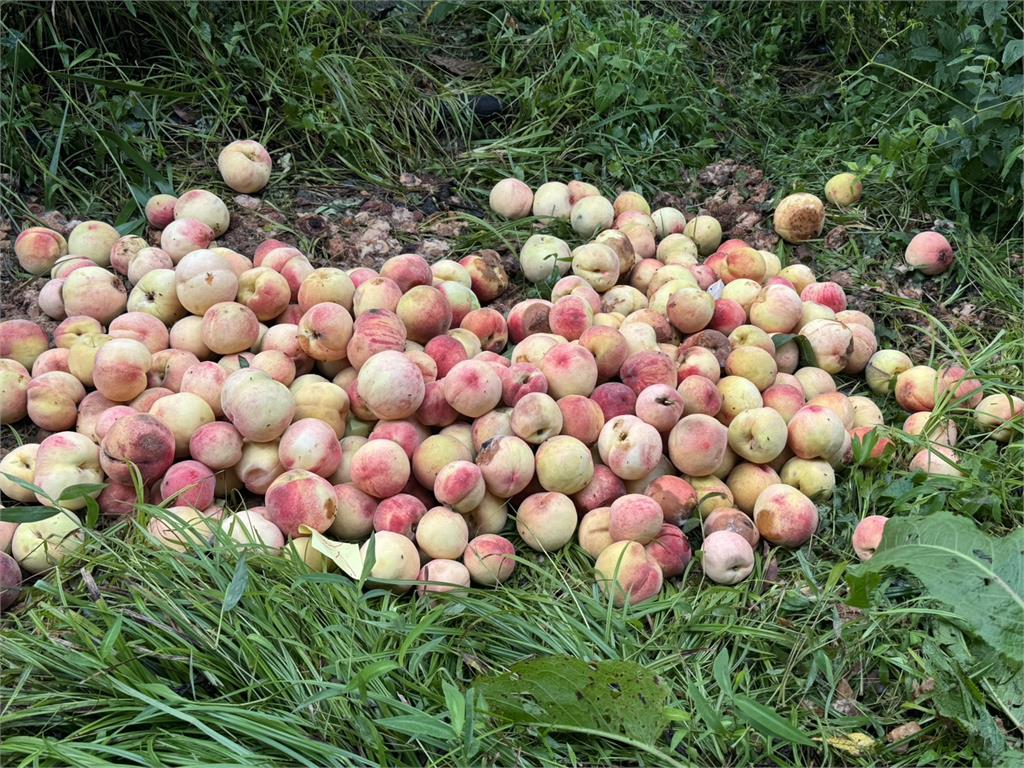 10來最慘災情！梨山水蜜桃水傷、落果　損失逾三成