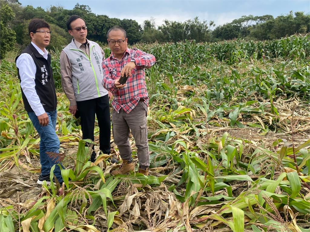 快新聞／農友配合專案種玉米卻遭山豬啃食　綠委沈發惠介入陳情爭到補助