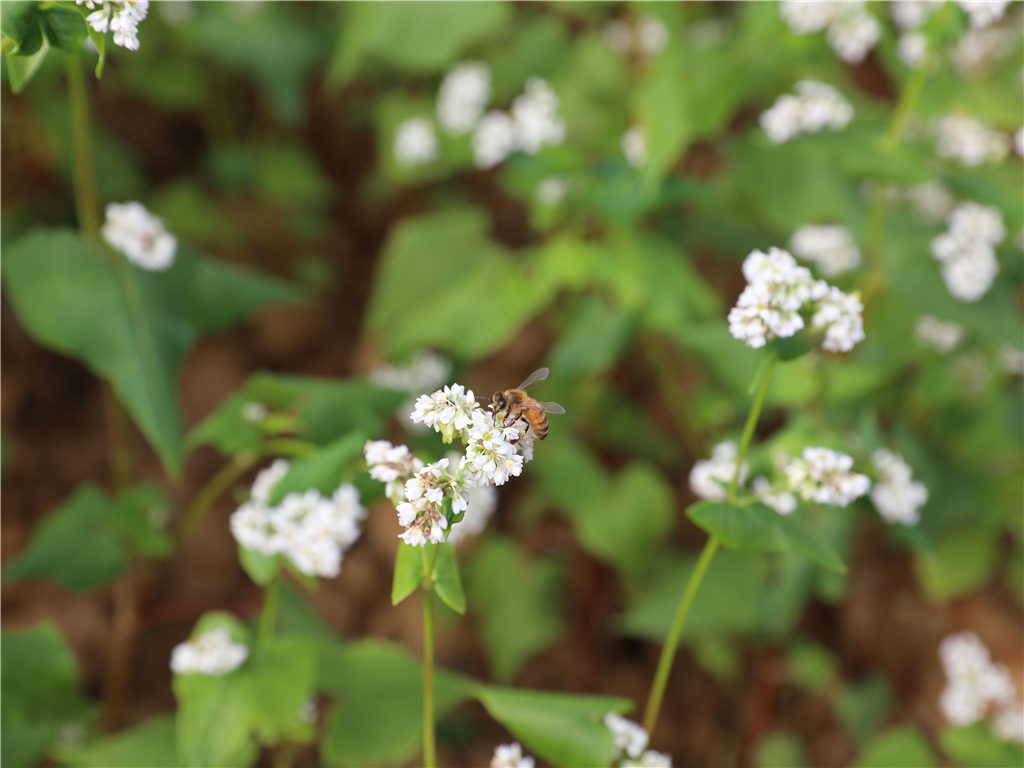 苗改場鼓勵冬季種植蕎麥 幫助蜜蜂過冬還能生產高抗氧化的蕎麥蜂蜜!