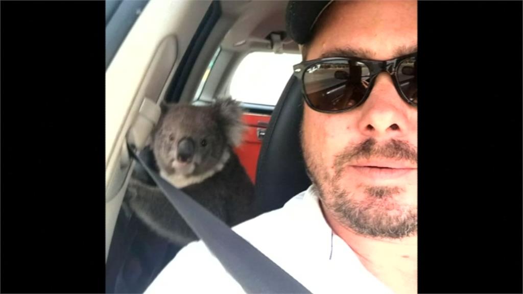 天氣太熱了！澳洲無尾熊躲汽車內納涼