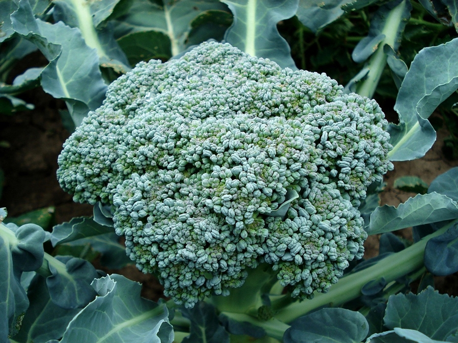 青花菜不等於花椰菜!農糧署「1張圖」說明最大差異