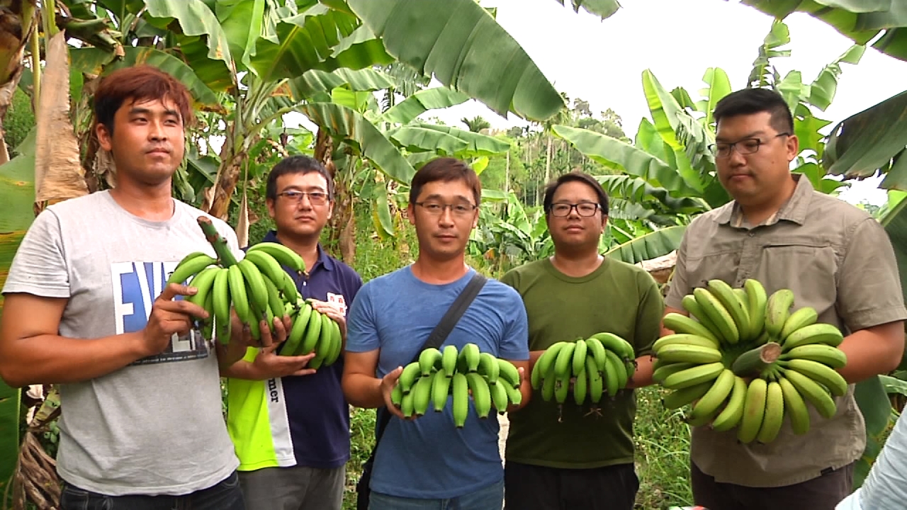 香蕉、<em>鳳梨</em>盛產價崩 農委會增外銷因應