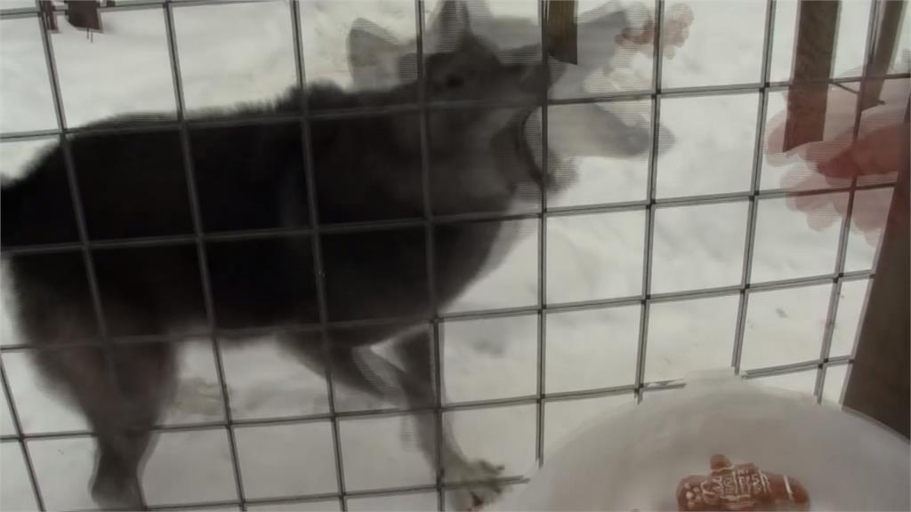 痛恨前任就拿來「餵狼」！　動物組織推出情人節報復活動復仇前情人