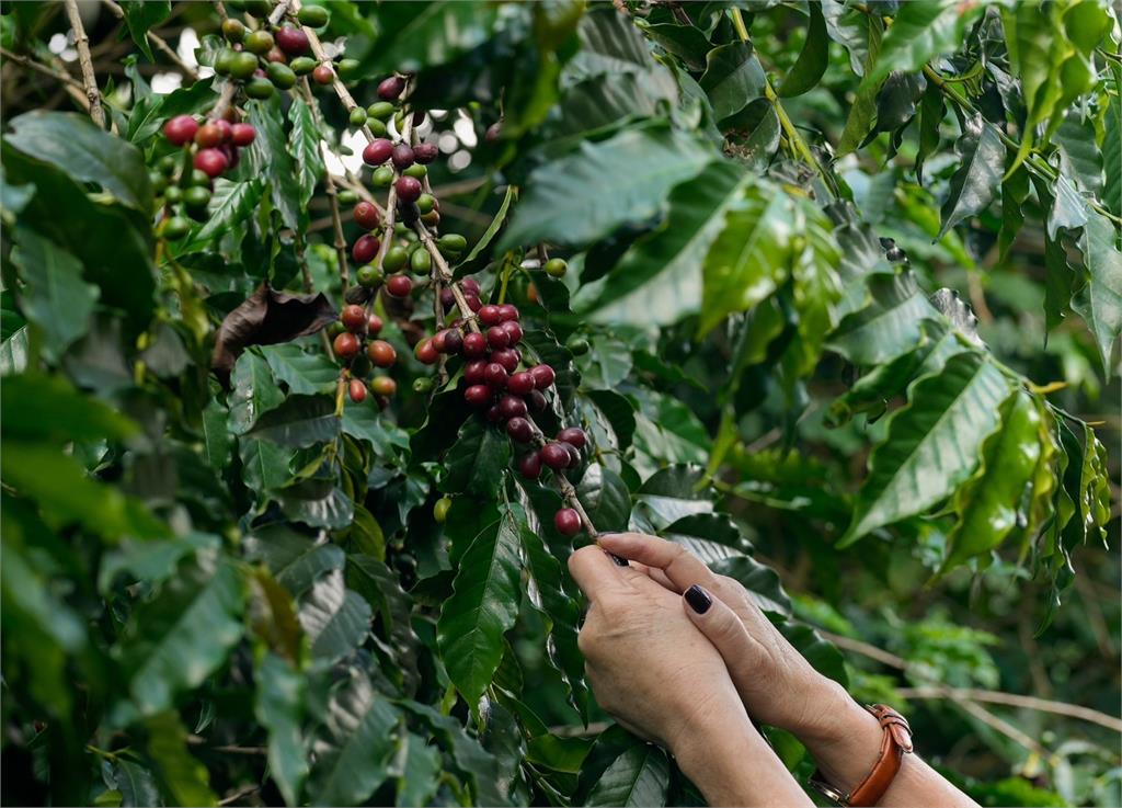 巴西產「雀屎咖啡」成世界最貴之一！「產量極低」1公斤驚人價格曝光