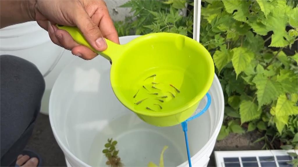 果農養魚滅蚊卻「魚滿為患」　設無人撈魚攤　50元撈到飽