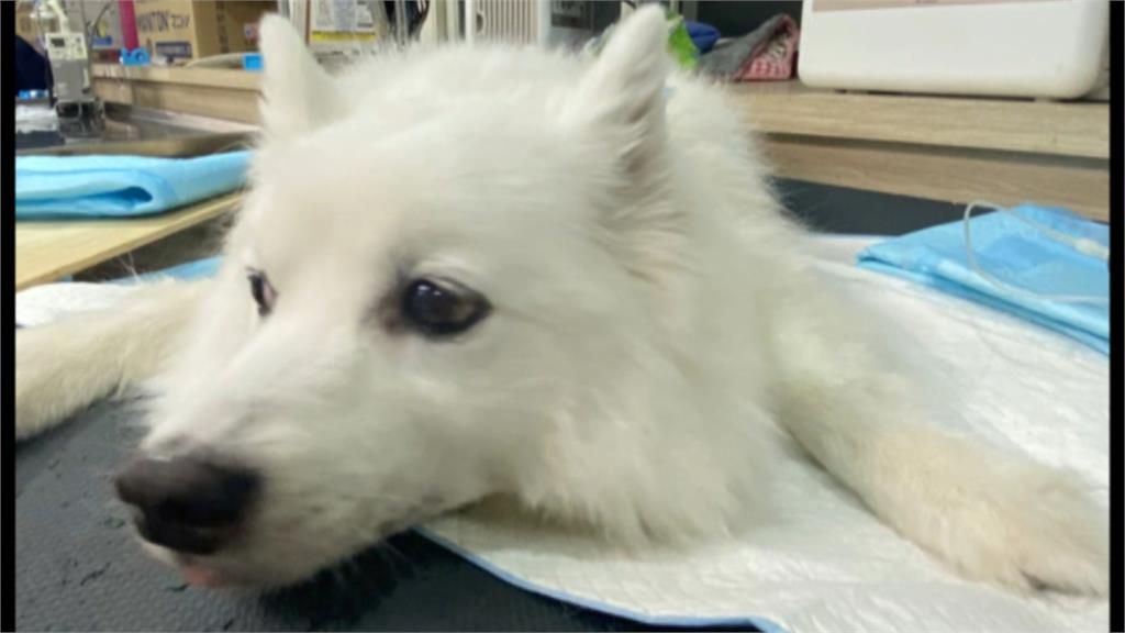 獒犬暴衝追咬小型犬「直腸破洞」亡　飼主慘遭罰１１萬