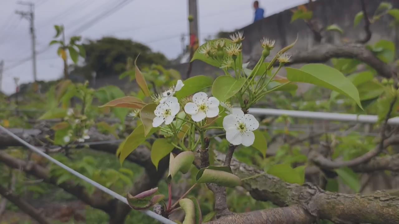 有夠慘！！　苗栗高接梨穗「假性著果」　梨農翻接三次損失慘重