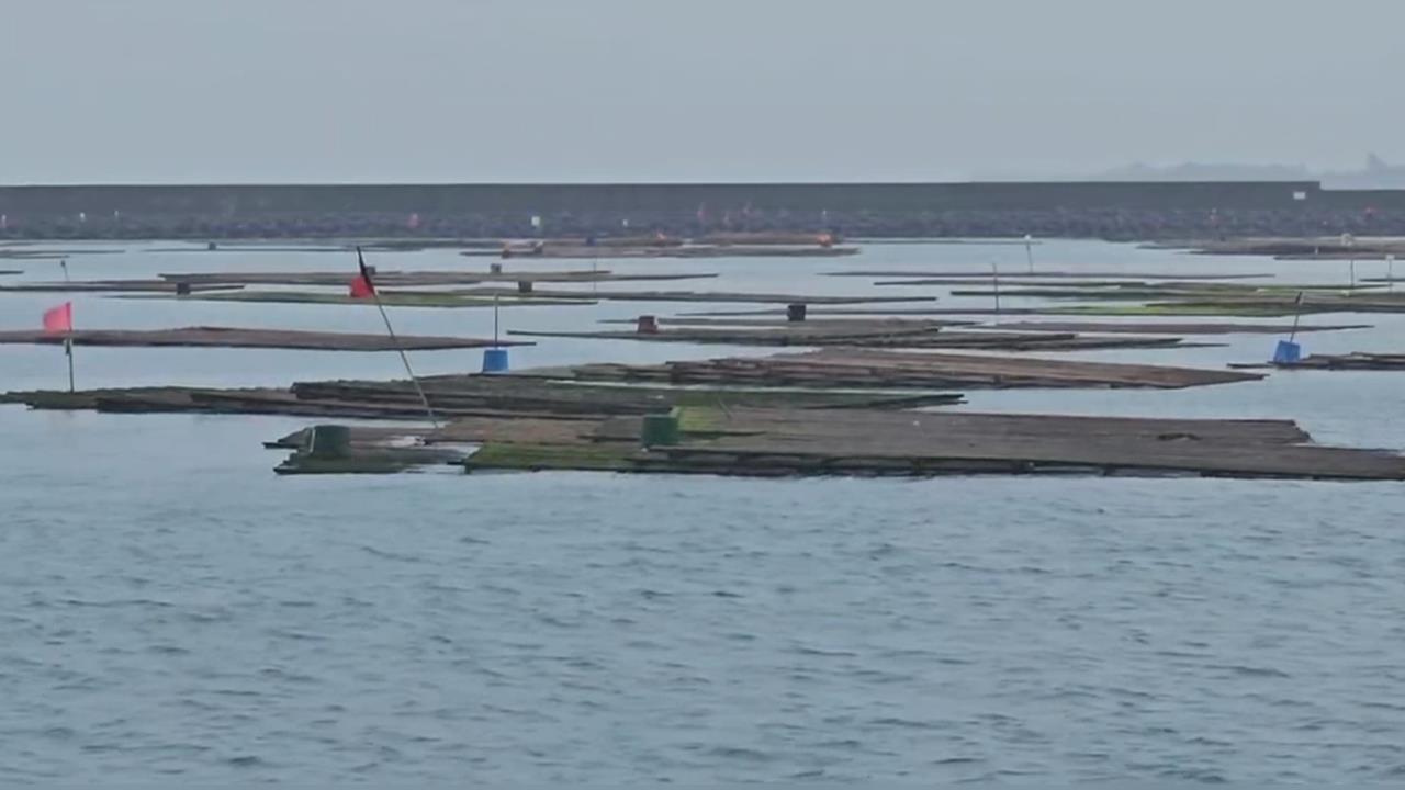 鳳凰來勢洶洶蚵農不敢大意　漁光島沿海蚵架拖回港「避風頭」