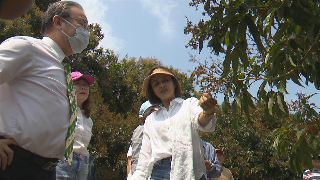 高雄玉荷包受低溫影響著果率低　農業部爭取現金救助
