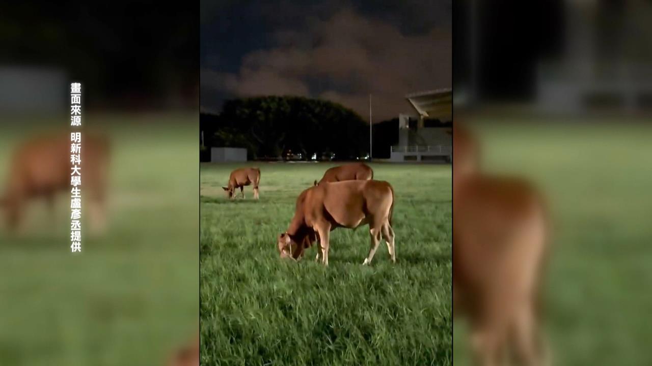 學生傻眼!3頭牛夜裡入侵明新科大操場 網友見影片笑瘋「是來除草逆?」