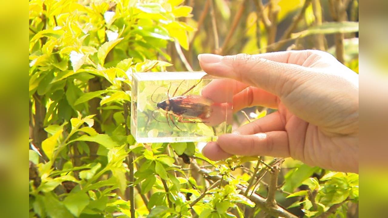 北市動物園刮刮樂送昆蟲標本　「牠」也變標本！全員驚嚇中