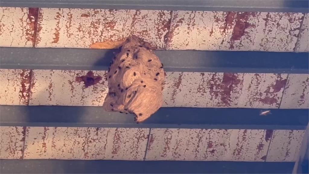 基隆捕蜂隊捕獲上百隻虎頭蜂　「超大蜂窩」摘除畫面曝光