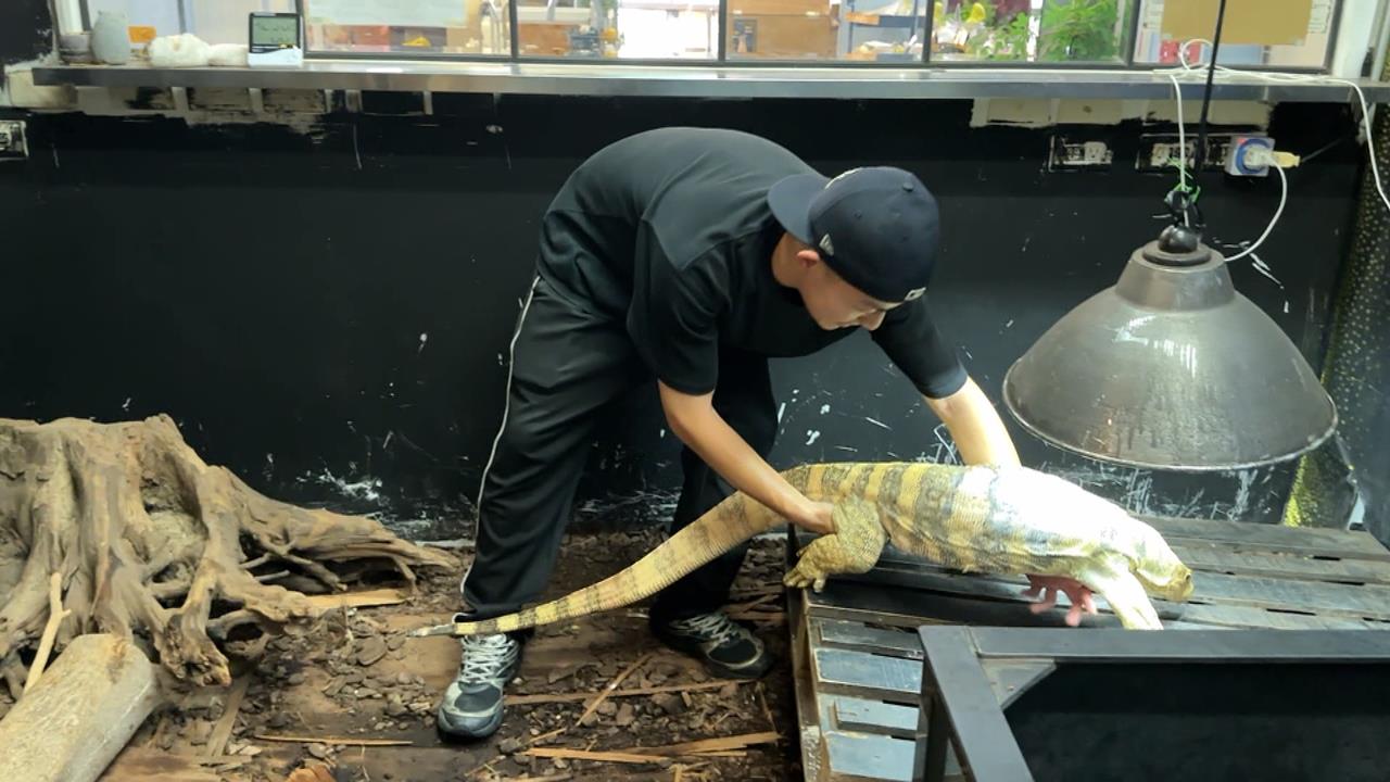 獨家／狐獴.蜥蜴陪你吃午餐！　台中首家「特寵餐廳」曝光