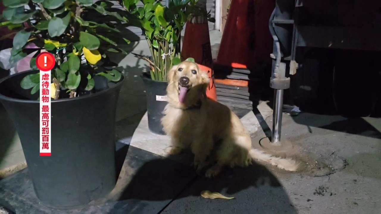 陽台無防護！臘腸犬墜樓恐癱瘓　飼主列黑名單終生不得飼養貓犬