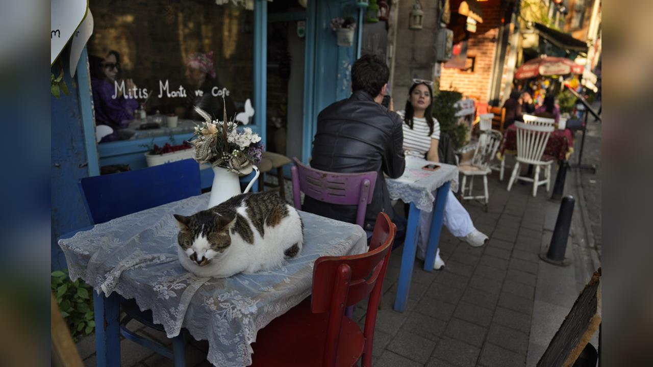 貓滿為患！ 「土耳其貓城」伊斯坦堡 推TNR絕育原放措施