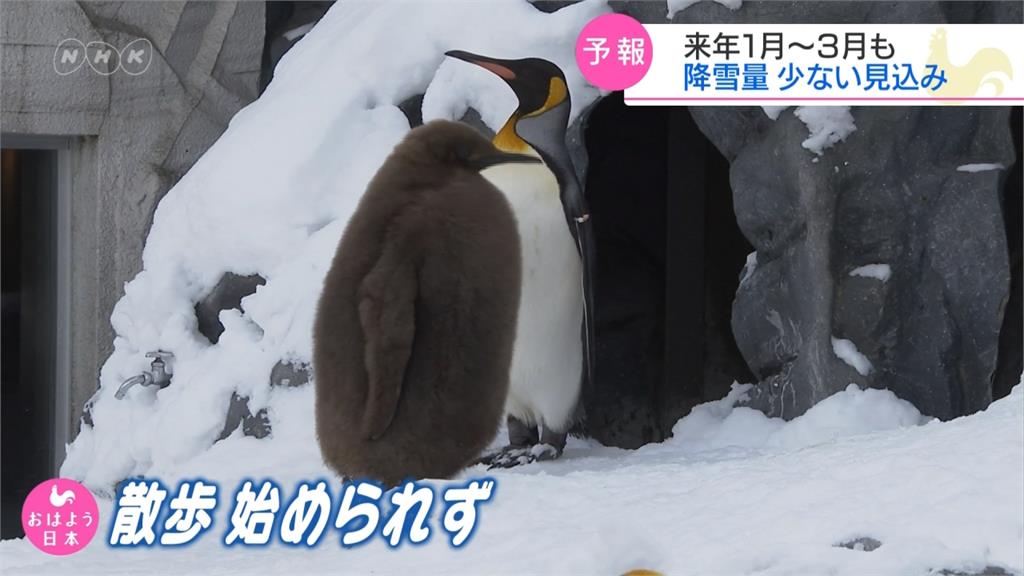 日本暖冬降雪不足 旭川動物園企鵝無法散步