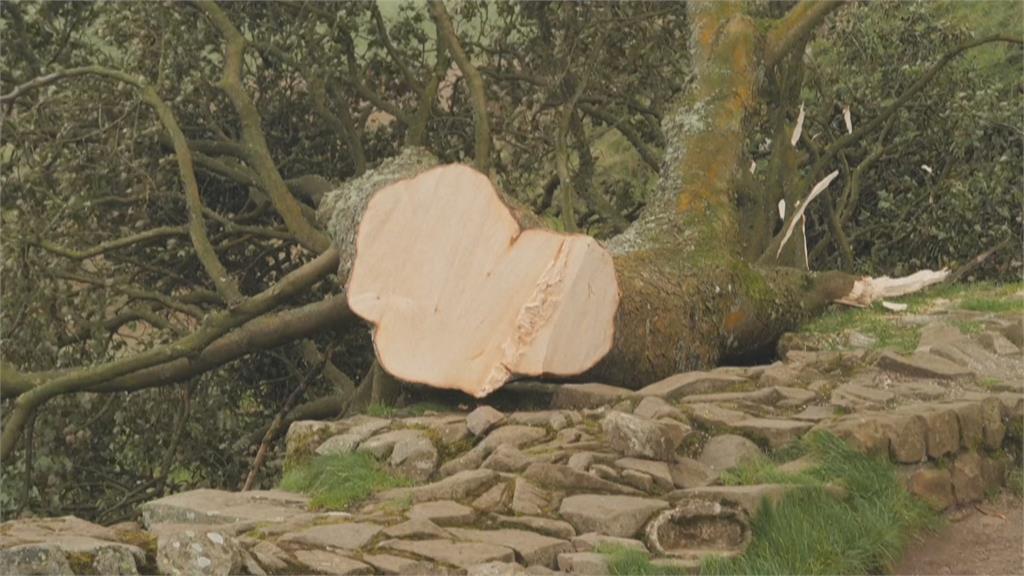 200年英國「羅賓漢樹」遭砍倒　兩男被判4年3個月