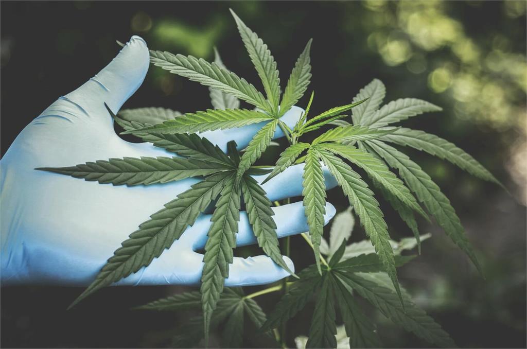 嗨變害!大麻近年「濃度提升十倍」 精神病風險超車安非他命