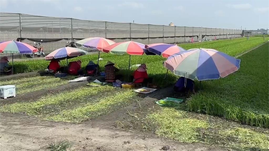 「蘇拉」進逼菜價恐再漲　南部現排隊搶菜景象