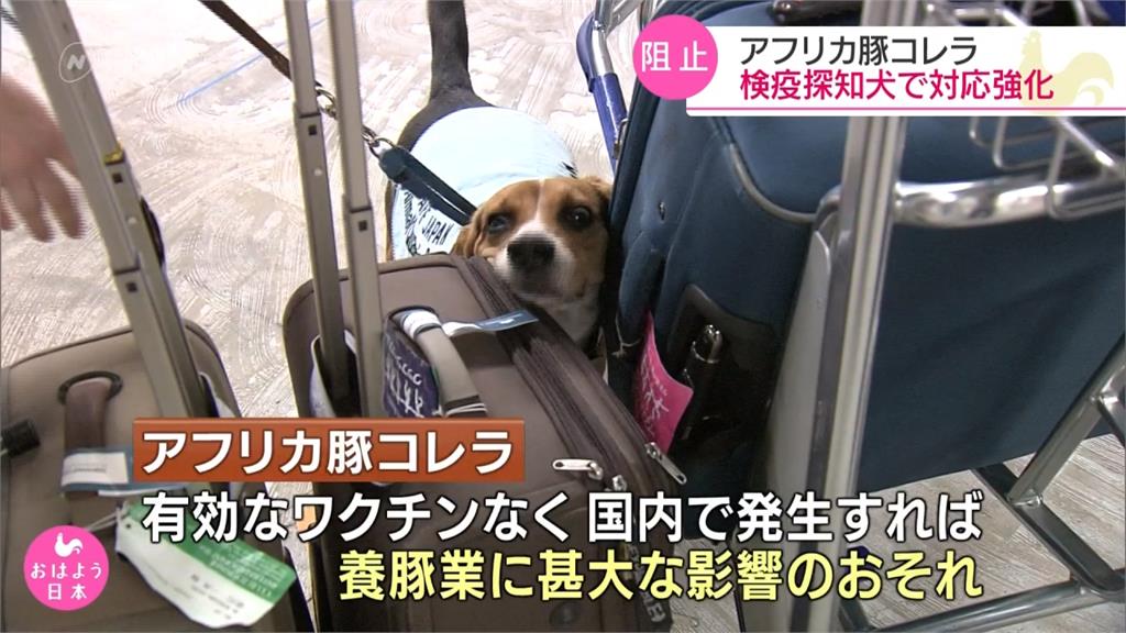 防非洲豬瘟！日本成田機場增加檢疫犬