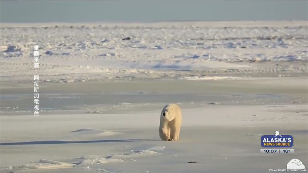 阿拉斯加發現全球第一起　北極熊感染「禽流感H5N1」死亡案例