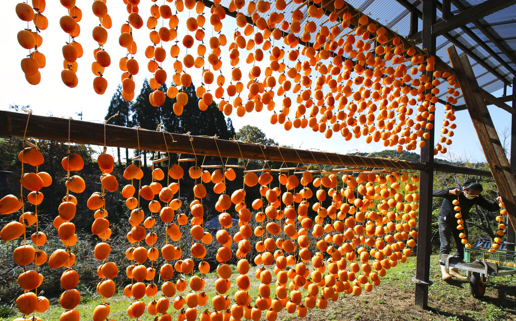 日本農業進入關鍵轉捩點　青農創意發想！柿餅製成能量棒創商機
