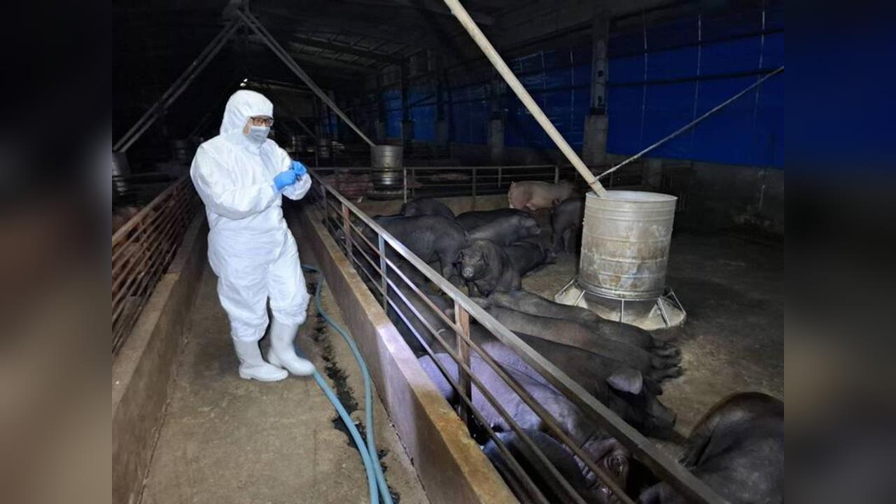 快新聞/三聯單記載病死豬數量不符! 中檢查台中案例養豬場「疑涉偽造文書」