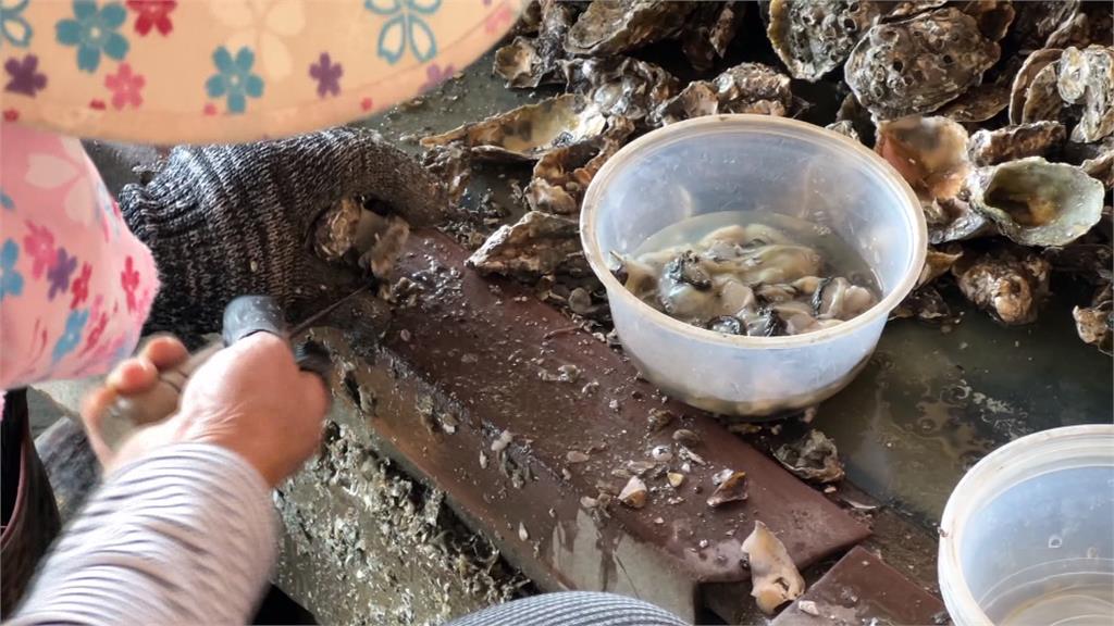 狠甩境外蚵衝擊！　雲林56戶蚵農　獲國產牡蠣溯源標章