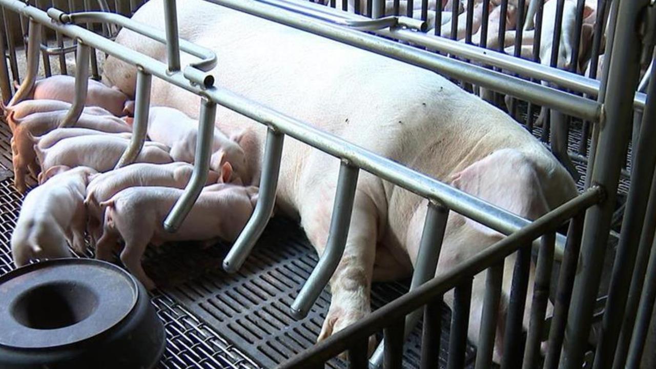 台中爆發首例非洲豬瘟！養豬協會理事長推測「1食品」釀禍：死亡率達100%