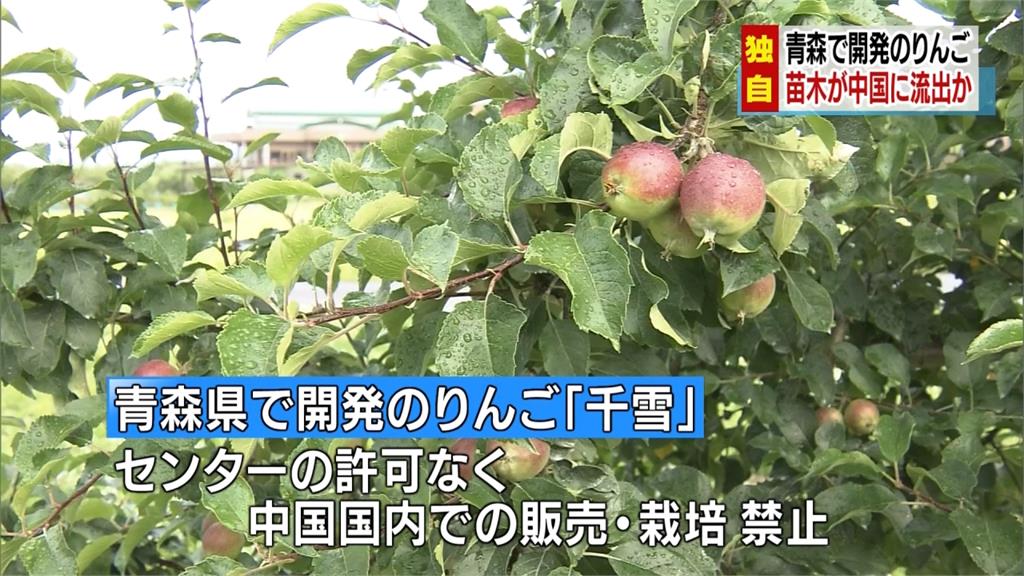 又傳日本品種外流中國 青森蘋果樹苗遭網拍