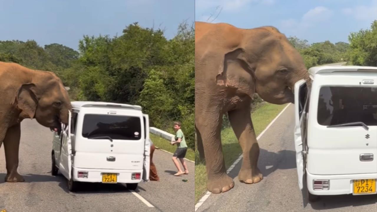 餵食大象竟變死亡威脅?3噸野象暴怒扯掉車門:俄國遊客跳車逃命