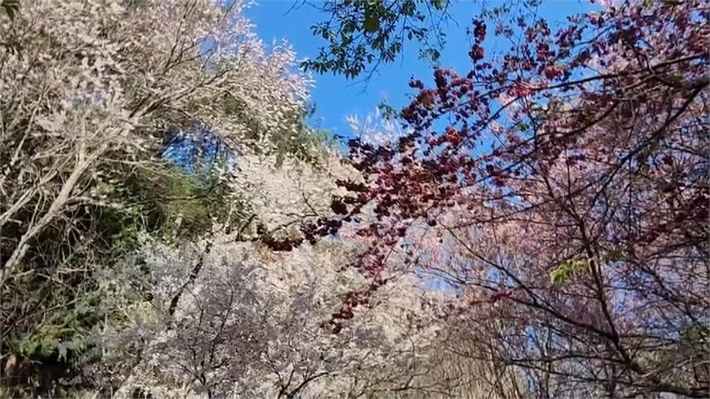 連假出遊賞花　武陵農場三色櫻綻放　麥寮古厝炮仗花成「頹廢美」