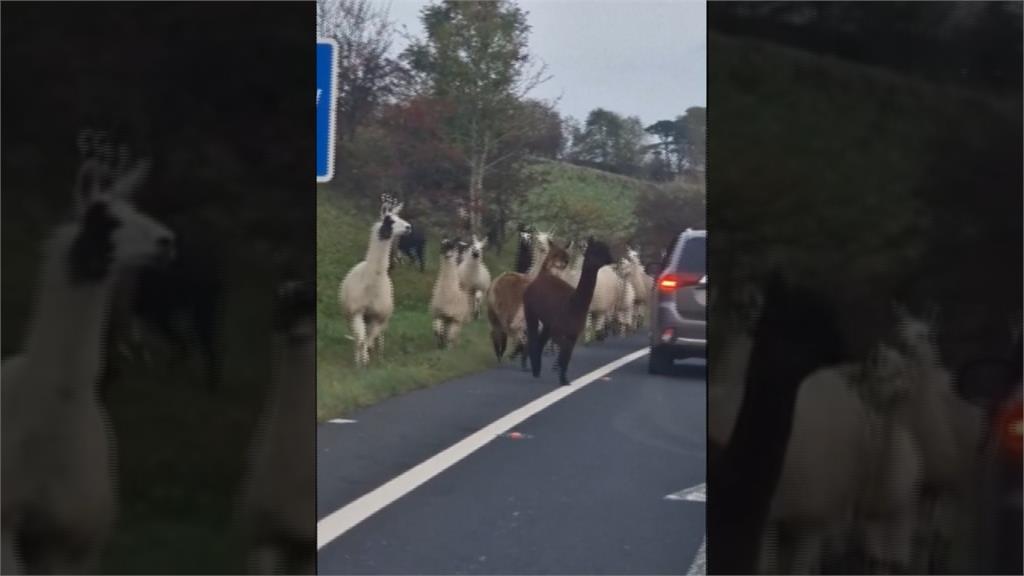 農場圍欄遭肇逃者撞出缺口　英格蘭大群羊駝「公路奔騰」癱瘓交通
