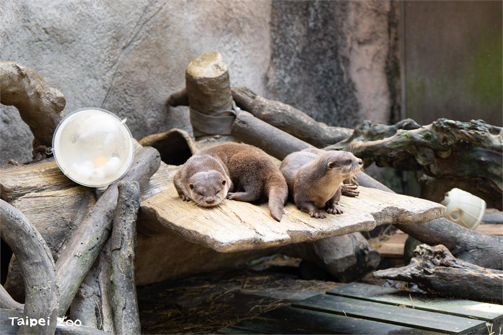 宜蘭漂流木打撈再利用！　變身動物園水獺樹穴、熊貓爬架