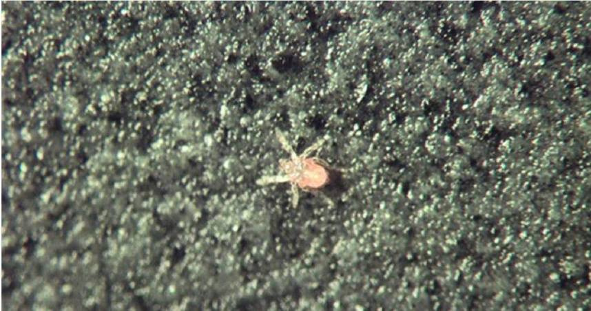 陸網紅染恙蟲病猝逝！台灣今年已56例　疾管署示警：死亡率達60％