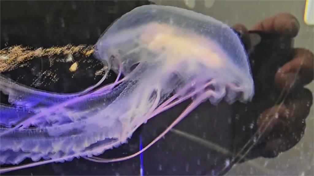 越可愛越可怕！僧帽水母、海蛞蝓「暗藏劇毒」一摸恐休克致死