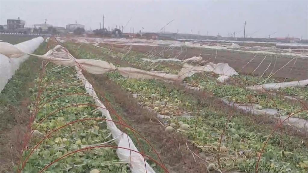 康芮颳10級強風　台南洋香瓜帆布遭吹垮　農民冒雨搶救