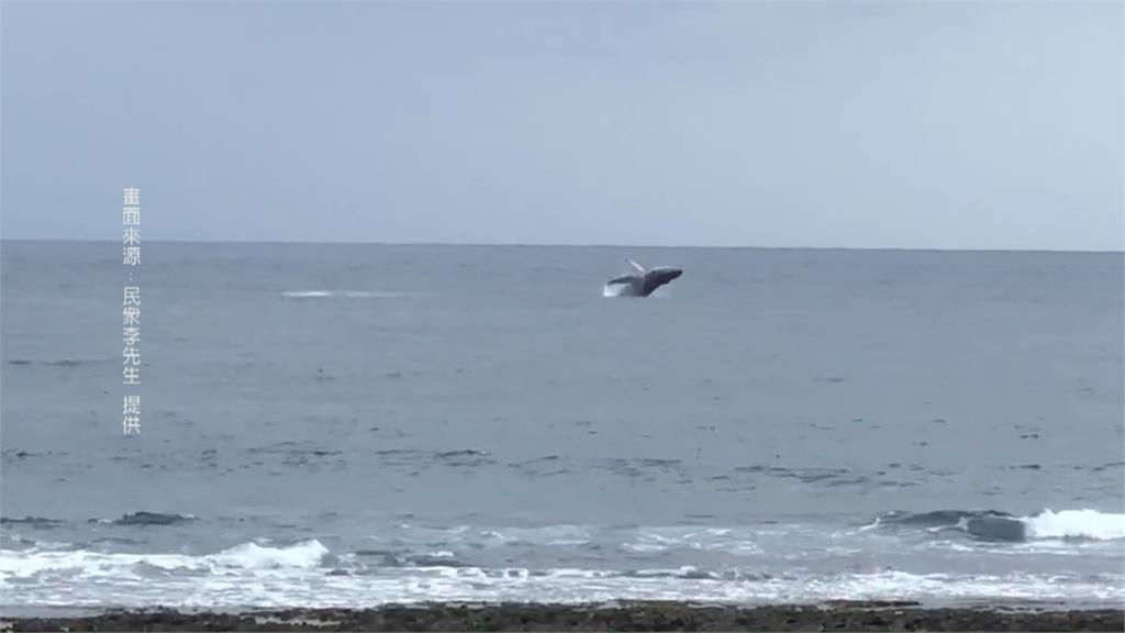 蘭嶼意外驚見大翅鯨現身　遊客岸邊直擊直呼好幸運