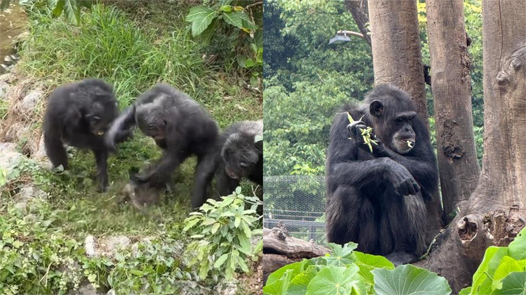 台灣獼猴誤闖動物園！遭黑猩猩殘忍群毆「活捉狂摔致死」現場慘叫連連