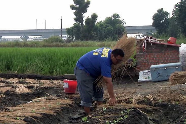 防強風驟雨！用「這個」護菜苗好天然