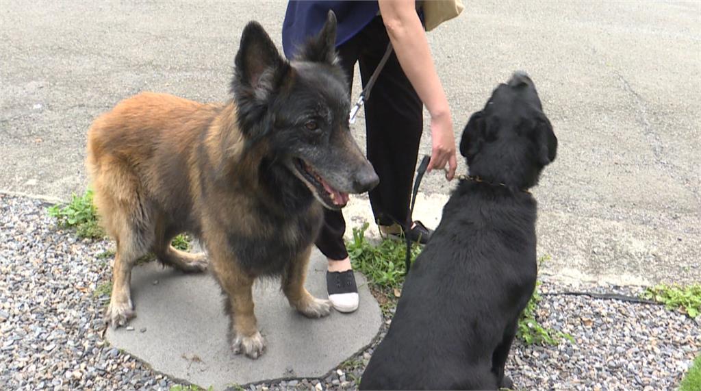 異言堂／遊蕩犬進校園　追車、咬人、侵害野生動物