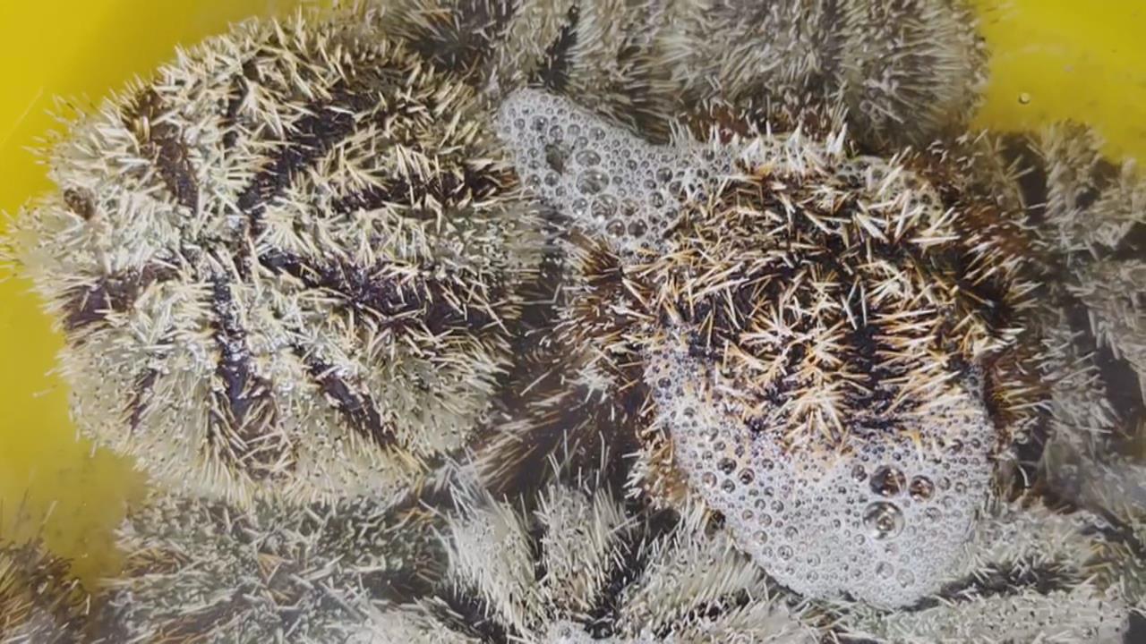 澎湖馬糞海膽遭偷撈百顆 "禁捕期最後一天"逮6人