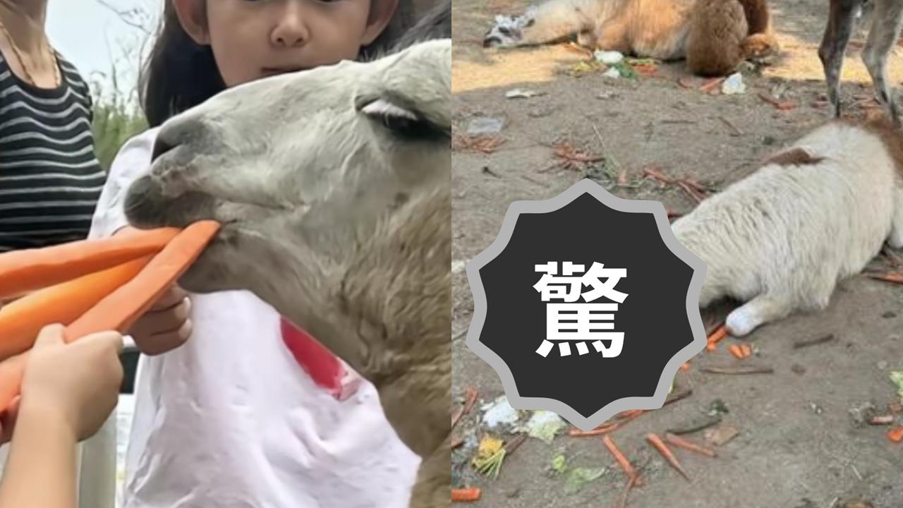 草泥馬「倒地翻白眼照」網瘋傳!民眾嚇壞喊中暑…園方揭真相急喊:不會死啦