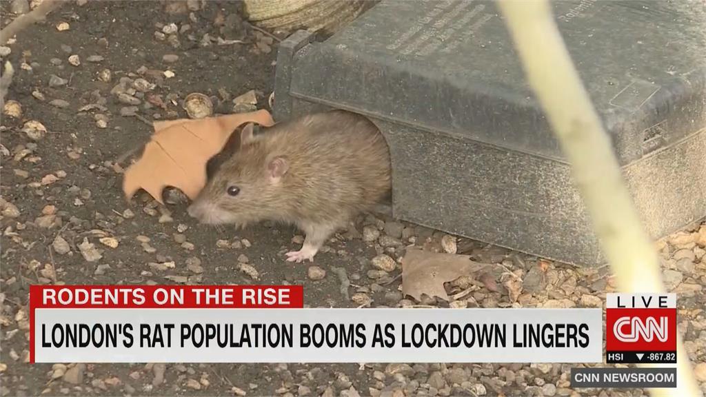 封城期間「全面攻佔」！倫敦老鼠肆虐問題加劇 出沒機率暴增五成