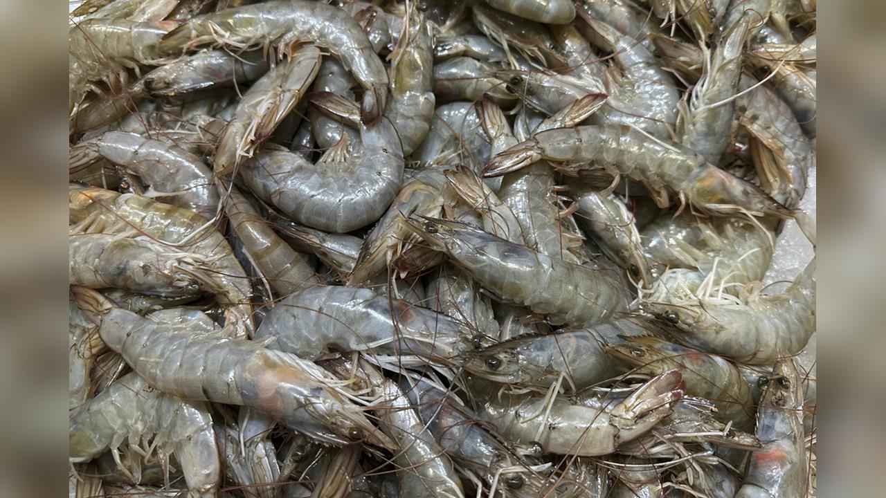 快新聞／中國驚爆「蝦病毒傳人」害失明！疾管署曝台灣風險　亞洲1國也被點名