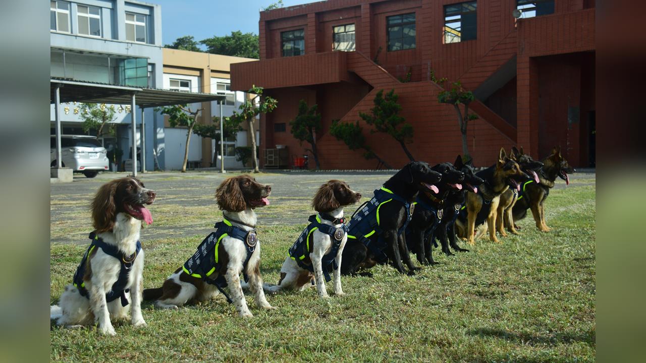 快新聞／超萌！「毛英雄」國慶亮相警犬大集合　緝毒偵爆、災區救人